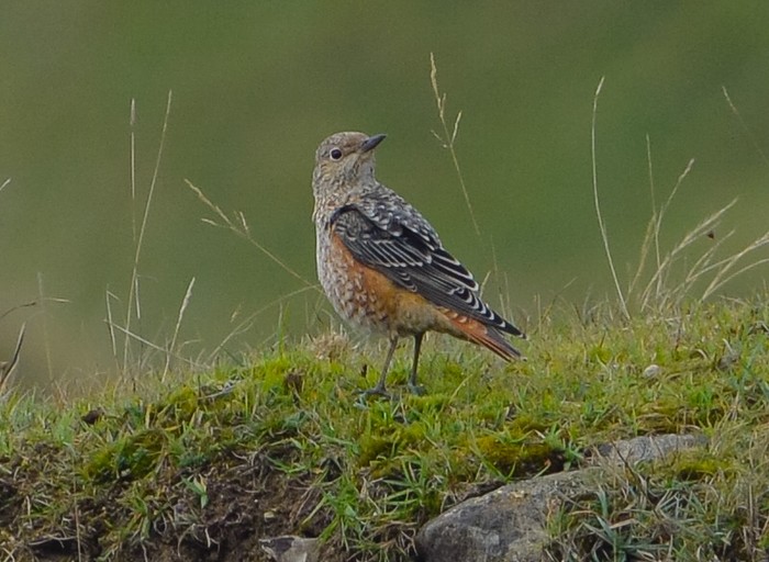 Rock Thrush