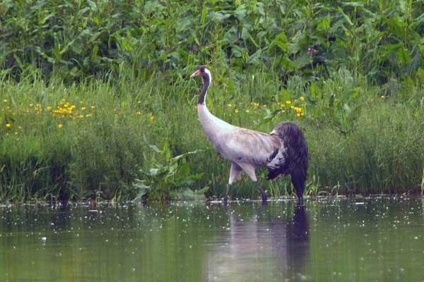 Common Crane