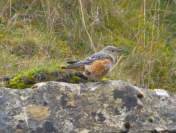 Rock Thrush
