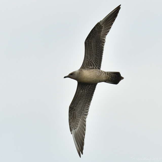 Long-tailed Skua