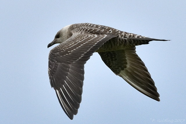 Long-tailed Skua