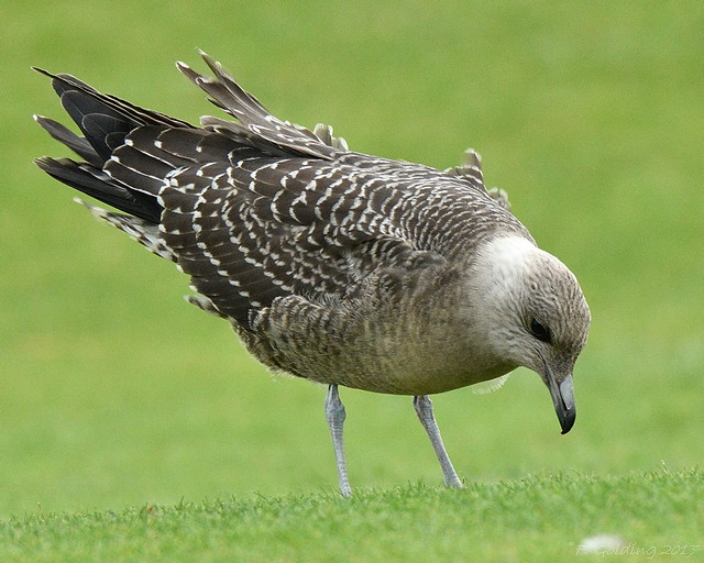 Long-tailed Skua