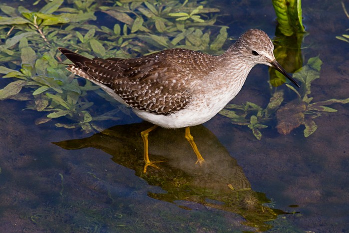 Lesser Yellowlegs