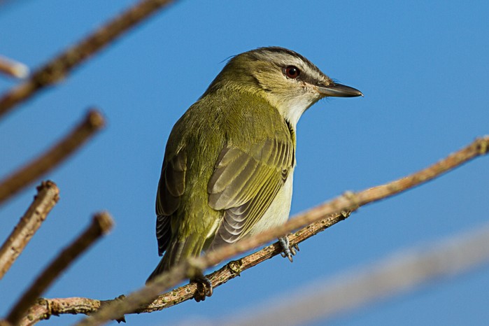 Red-eyed Vireo