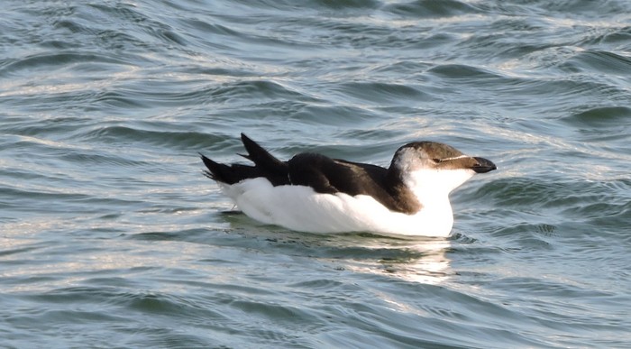 Razorbill