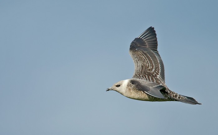 Long-tailed Skua
