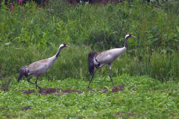 Common Crane