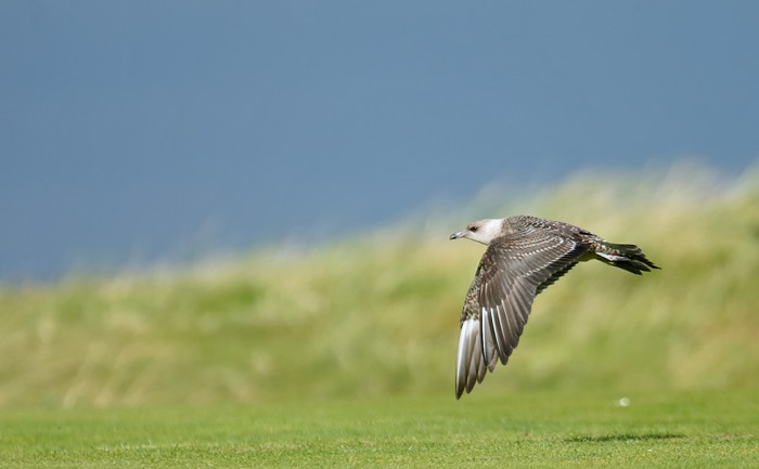 Long-tailed Skua