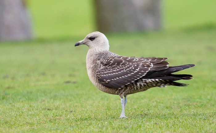 Long-tailed Skua