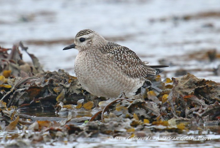 American Golden Plover