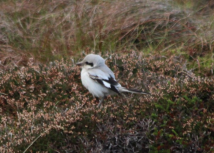 Steppe Grey Shrike