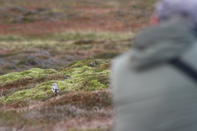 Steppe Grey Shrike
