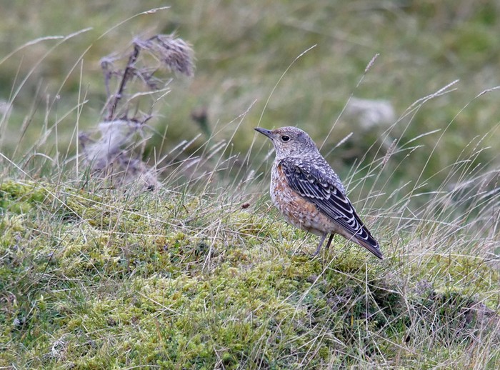 Rock Thrush