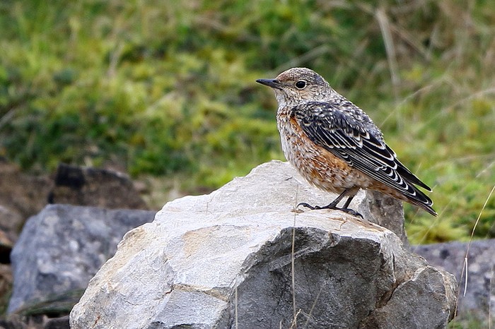 Rock Thrush