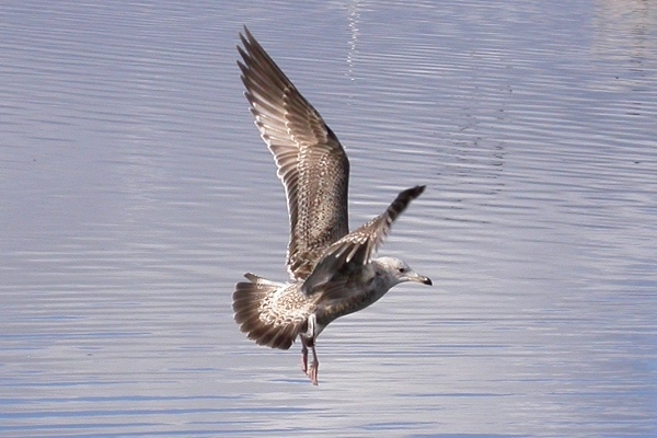 American Herring Gull