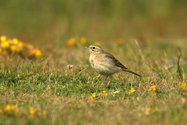 Tawny Pipit