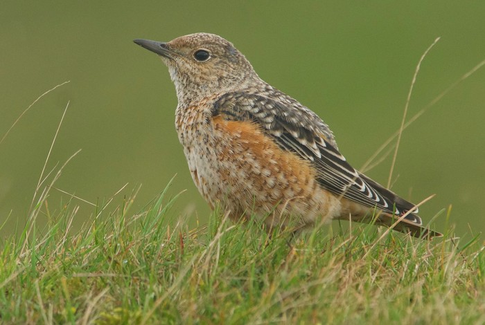 Rock Thrush