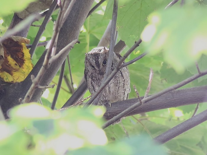 Scops Owl