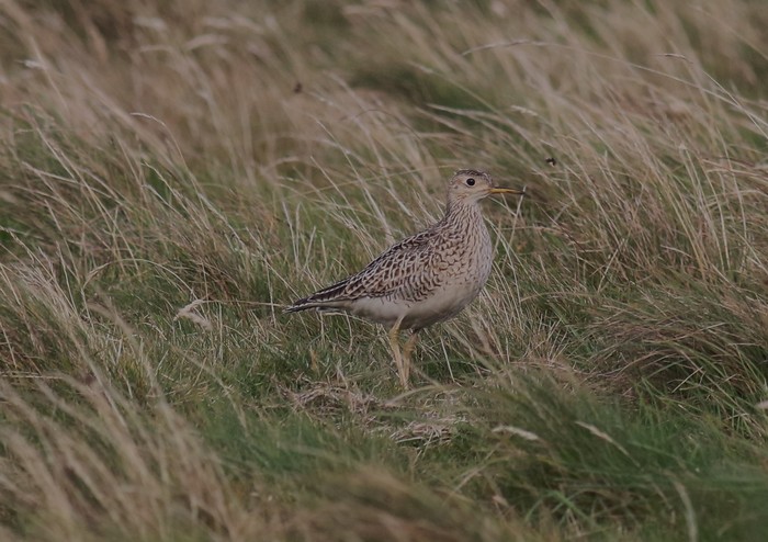 Upland Sandpiper