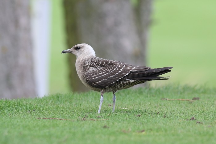 Long-tailed Skua