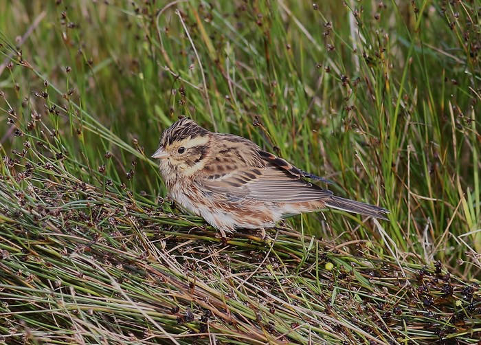 Rustic Bunting