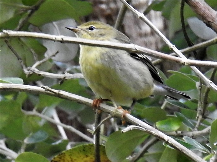 Blackpoll Warbler