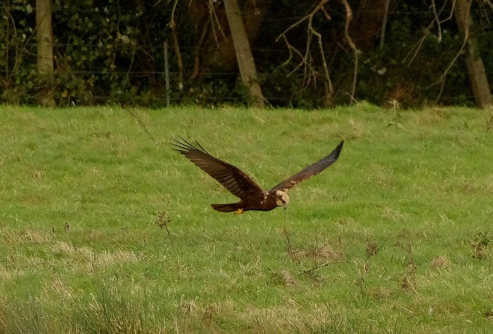 Marsh Harrier