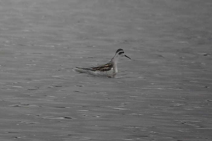 Red-necked Phalarope