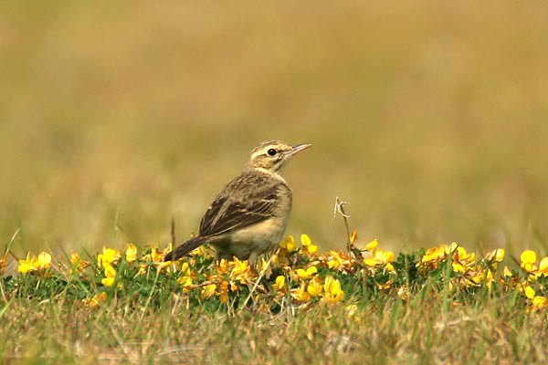 Tawny Pipit