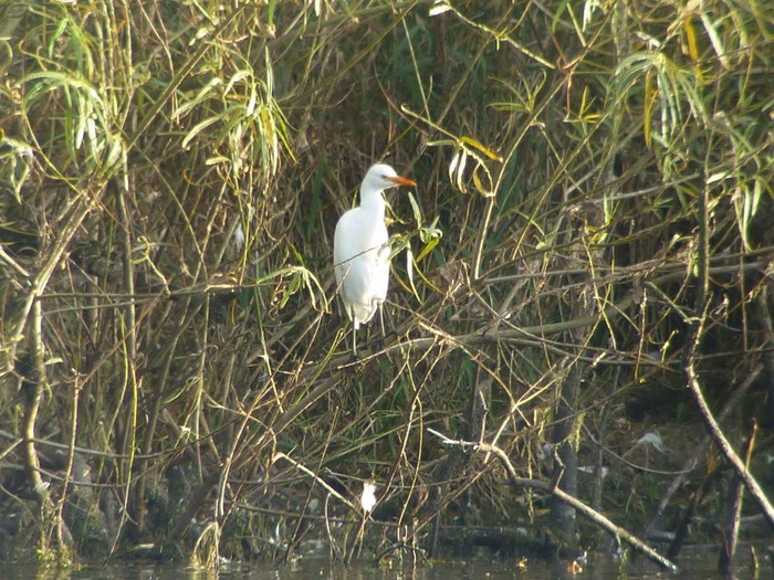 Cattle Egret