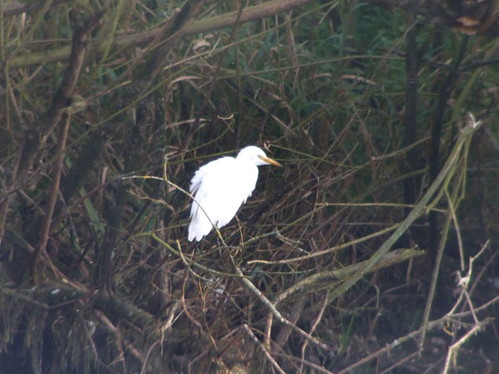 Cattle Egret
