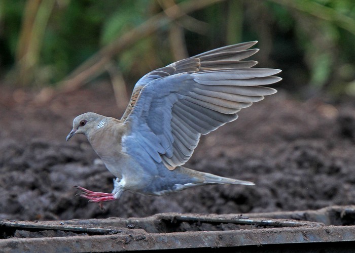 Turtle Dove