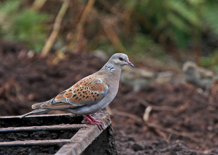 Turtle Dove