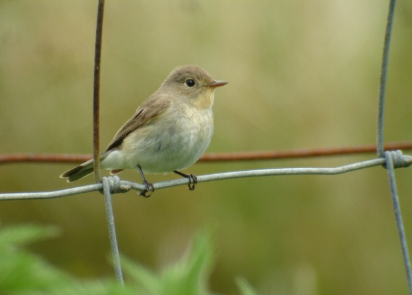 Red-breasted Flycatcher