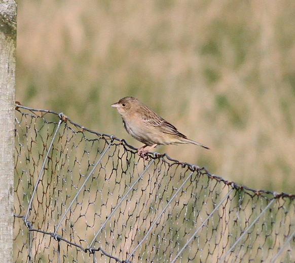 Black-headed Bunting