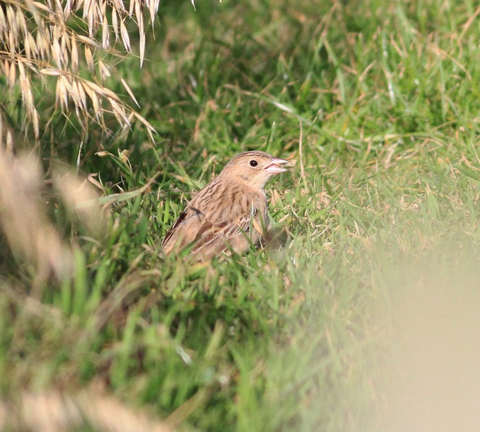 Black-headed Bunting