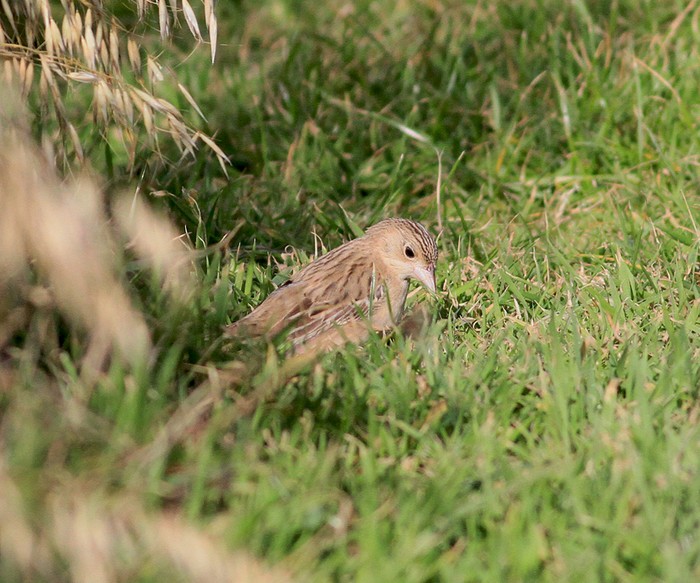 Black-headed Bunting