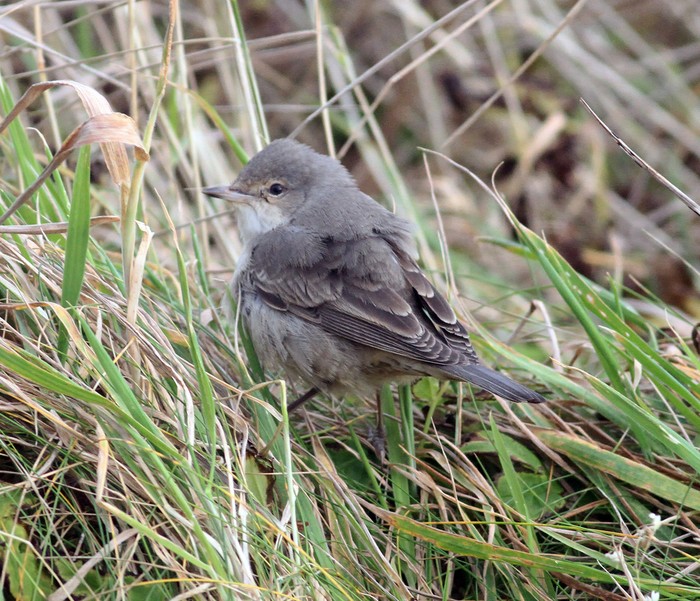 Barred Warbler