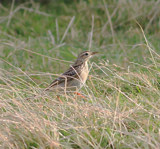 Richard's Pipit