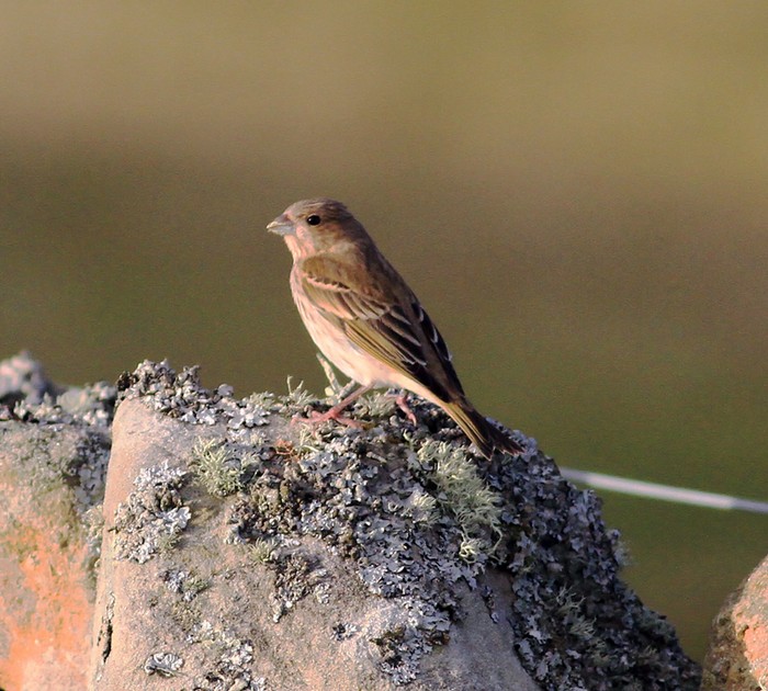 Common Rosefinch