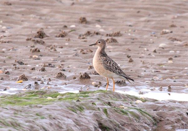 Buff-breasted Sandpiper
