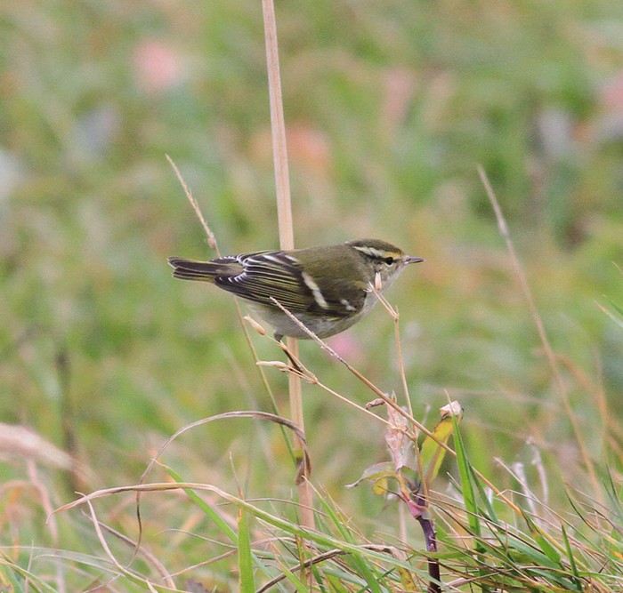 Yellow-browed Warbler
