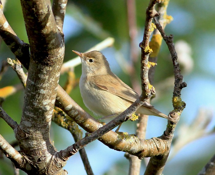 Marsh Warbler