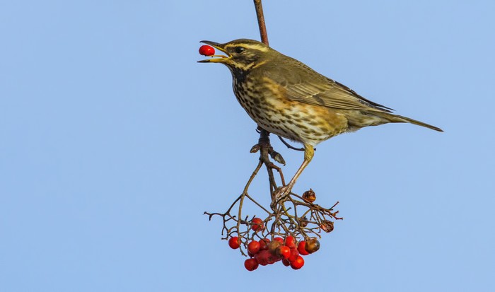 Redwing