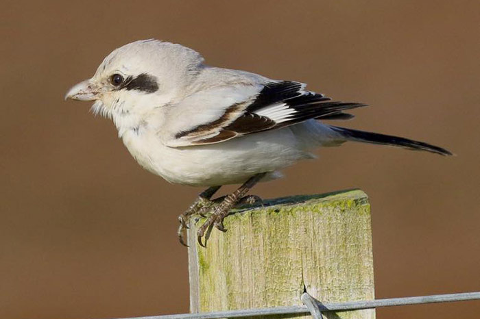 Steppe Grey Shrike