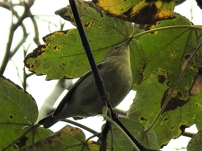 Blackpoll Warbler