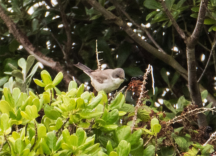 Eastern Orphean Warbler