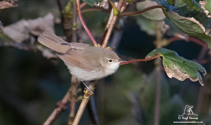 Blyth's Reed Warbler