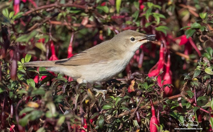 Blyth's Reed Warbler