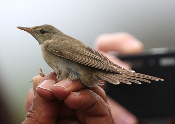 Marsh Warbler